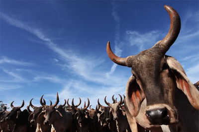 Saúde Animal capa