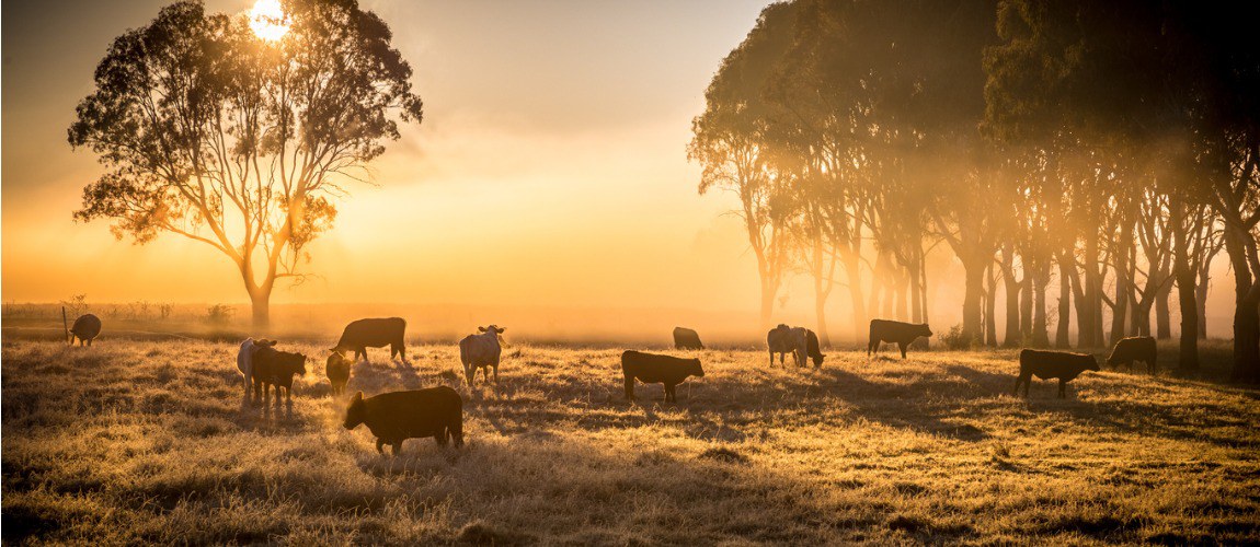 Saiba mais sobre a doença de maior impacto na pecuária mundial.