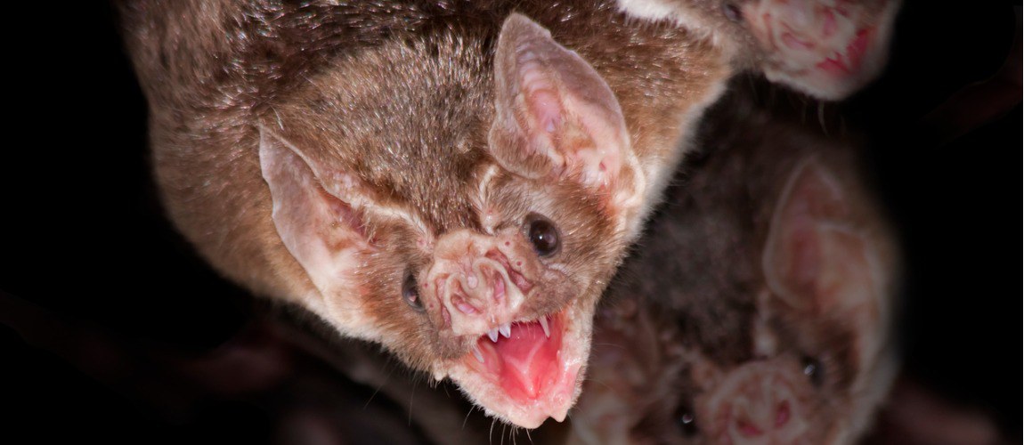 Programa Nacional de Controle da Raiva dos Herbívoros – PNCRH.png