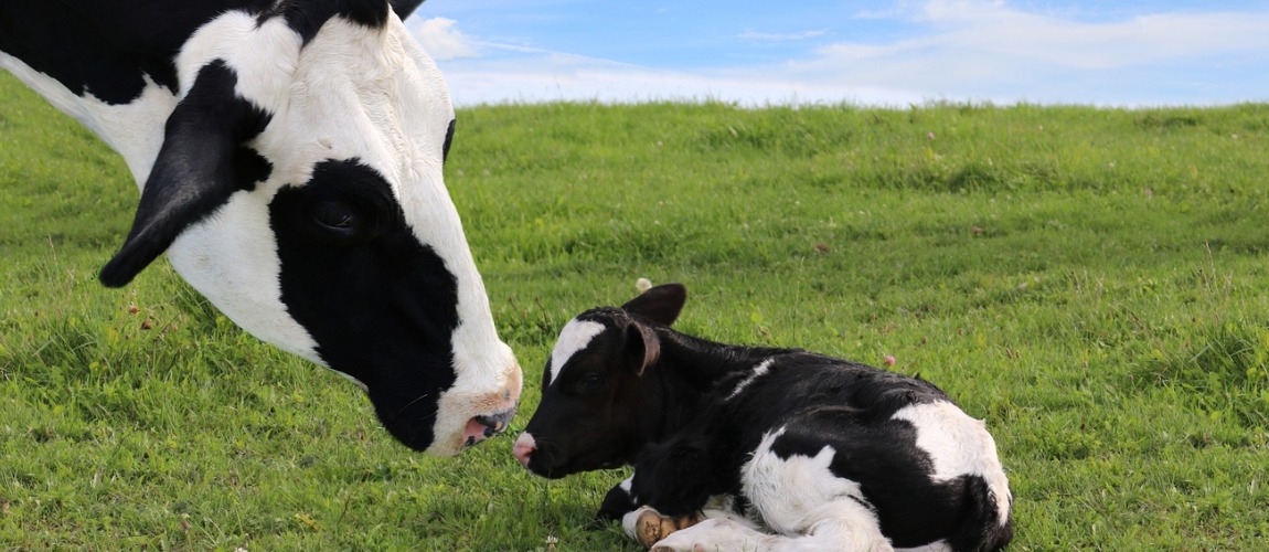 Programa Nacional de Controle e Erradicação da Brucelose e da Tuberculose Animal – PNCEBT.png