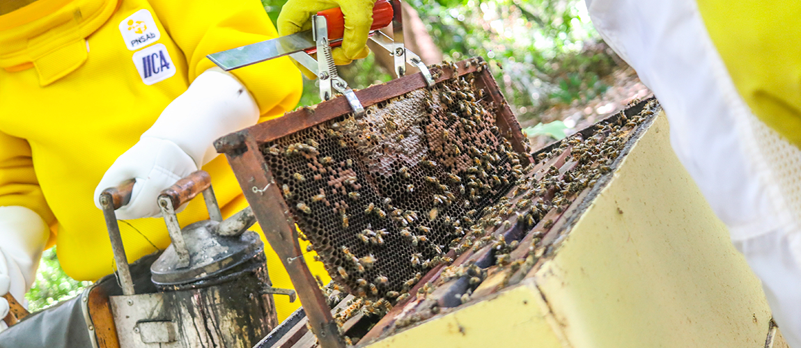 Programa Nacional de Sanidade Apícola – PNSAb.png