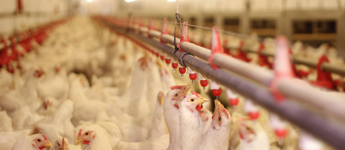 Programa Nacional de Sanidade Avícola – PNSA.png