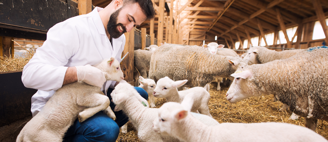 Programa Nacional de Sanidade de Caprinos e Ovinos – PNSCO.png