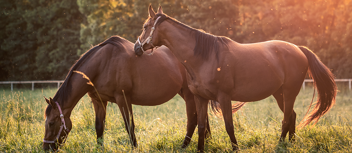Programa Nacional de Sanidade dos Equídeos -PNSE.png