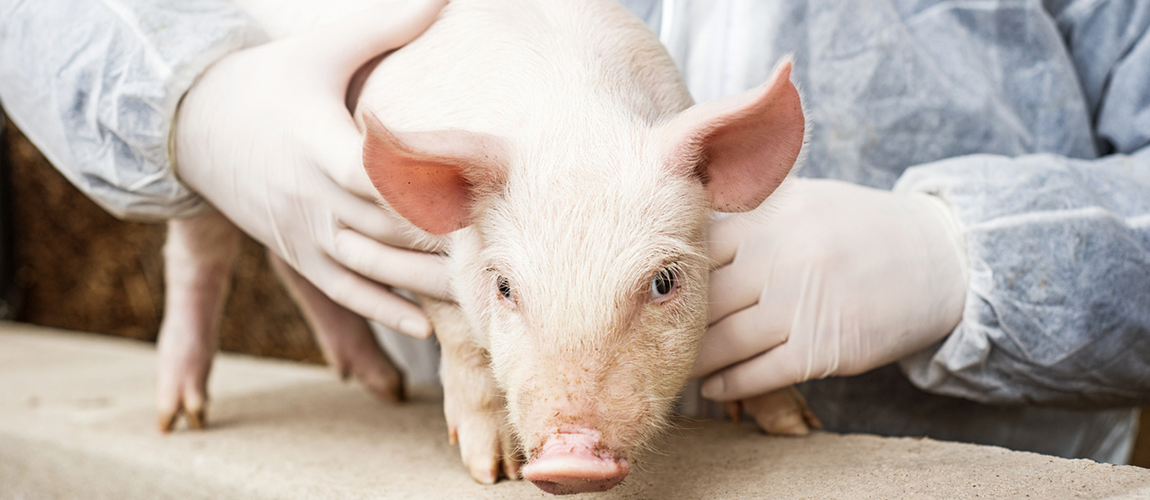 Programa Nacional de Sanidade dos Suídeos – PNSS.png