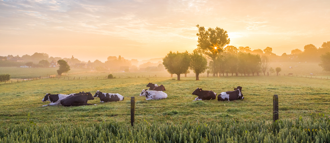 Programa Nacional de Vigilância para a Febre Aftosa – PNEFA.png