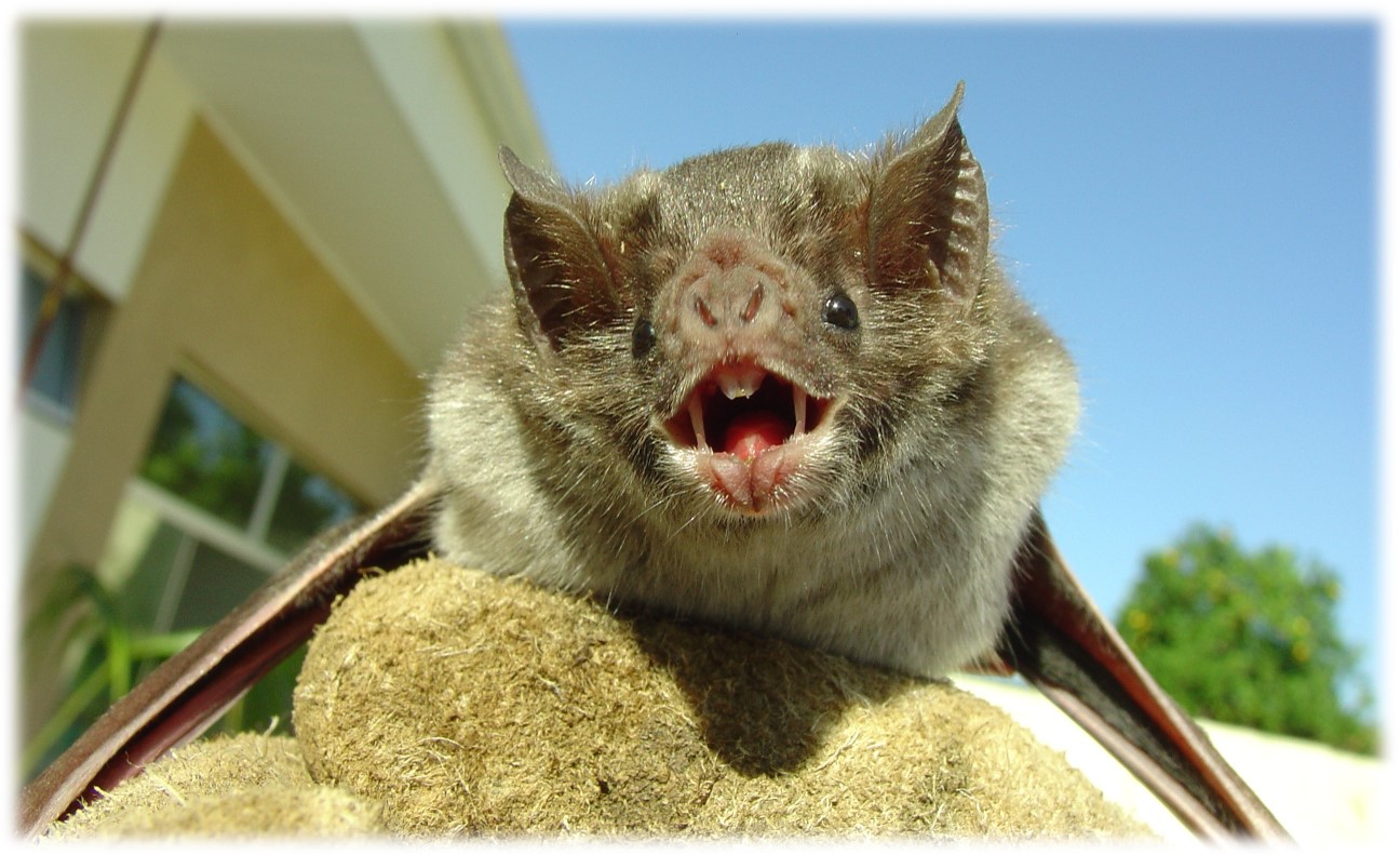Desmodus rotundus