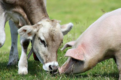 Doença de Aujeszky (DA).jpg