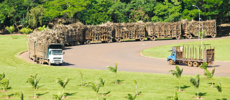 O Brasil é referência na produção de agroenergia