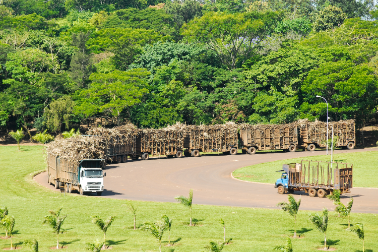Orientações Técnicas 