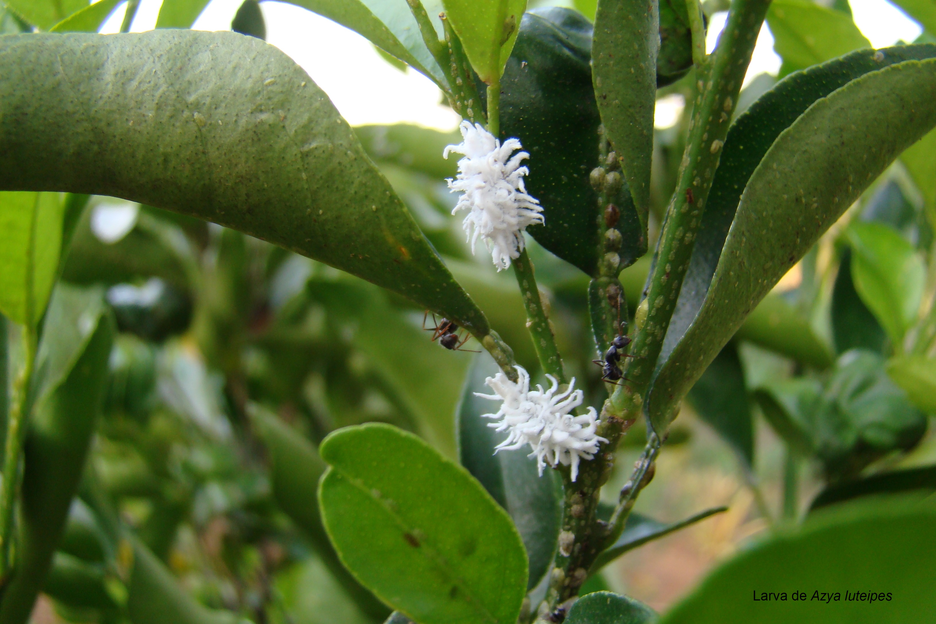 Produtos Fitossanitários