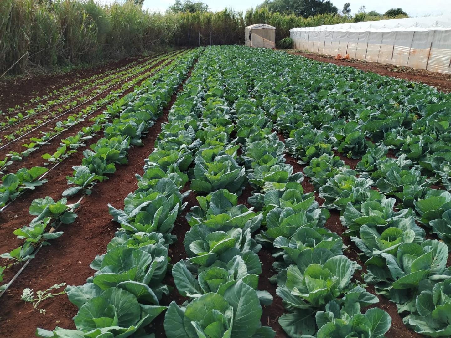Plantação de couve