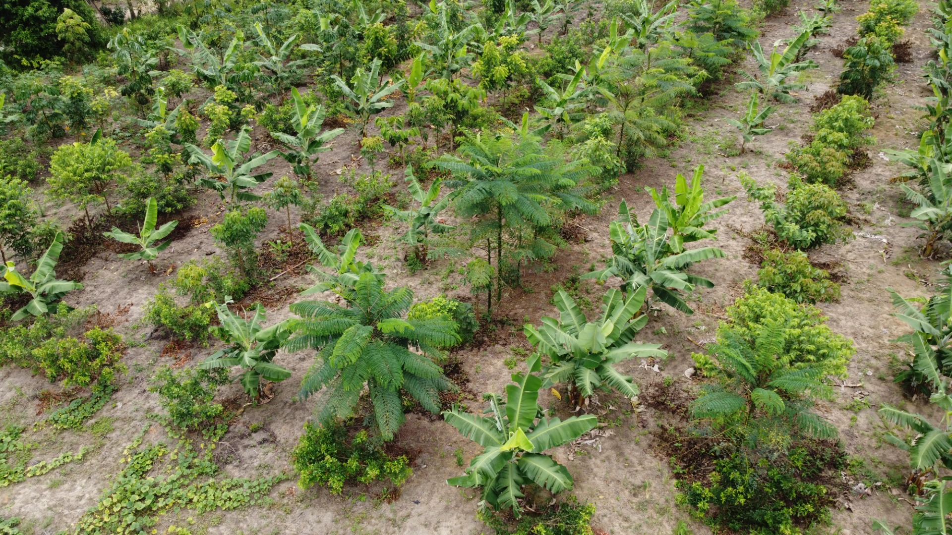 Rede Floresta + Sustentável