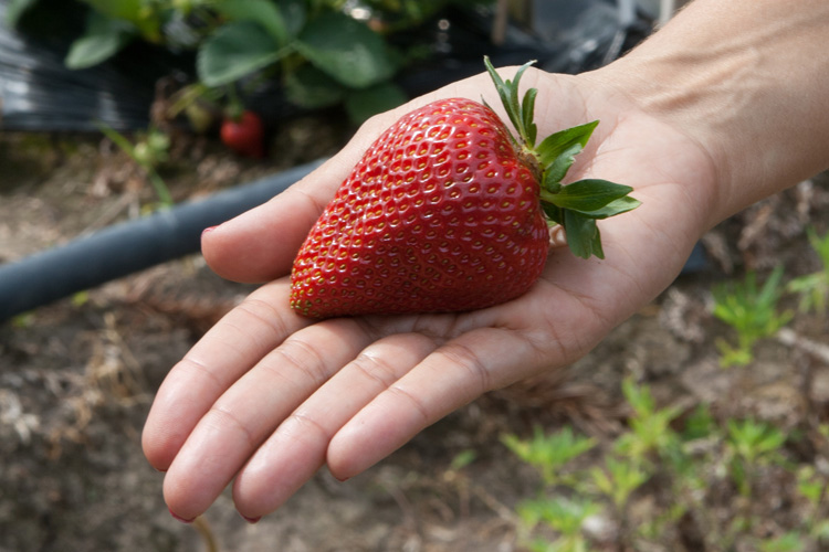Produção Integrada