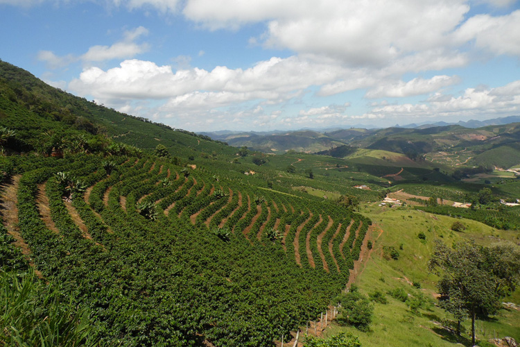Indicação Geográfica