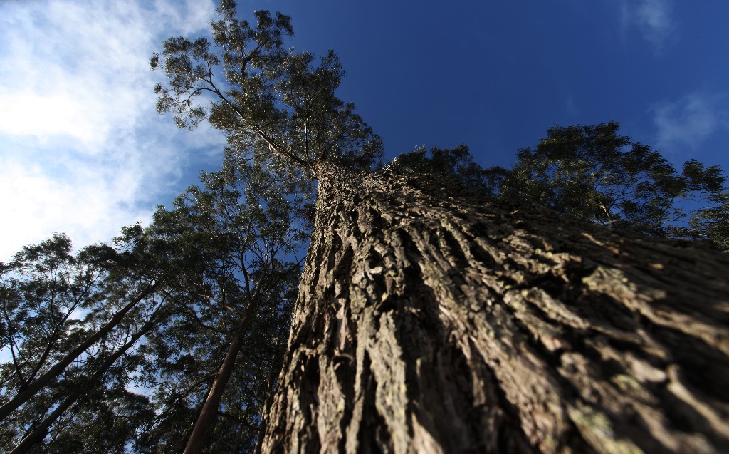 Objetivo e diretrizes.jpg