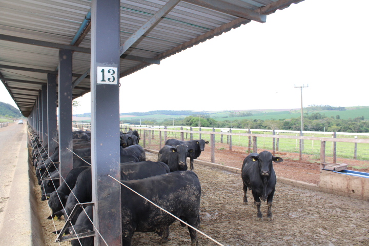 Fazenda Santa Alice (17).JPG