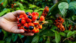 GUARANÁ