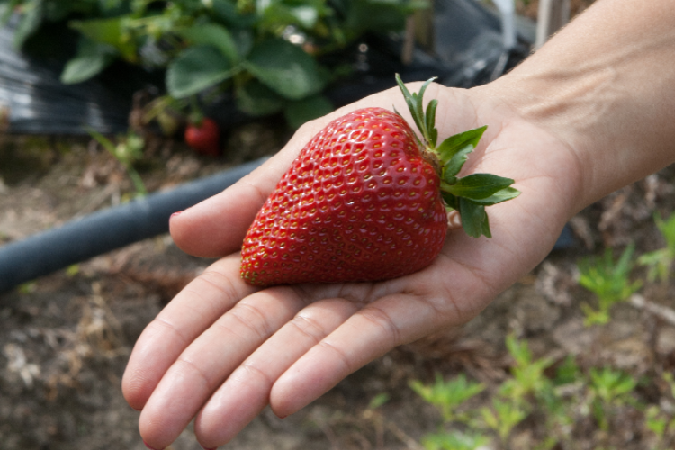 Produção Initegrada Morango