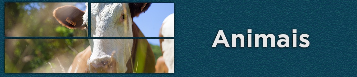 Mini banner-animais.jpeg