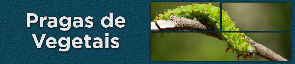 Mini banner-pragas de vegetais.jpeg