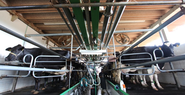 Vacas tirando leite
