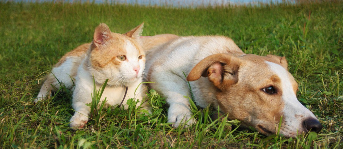 Como viajar com seu animal de estimação