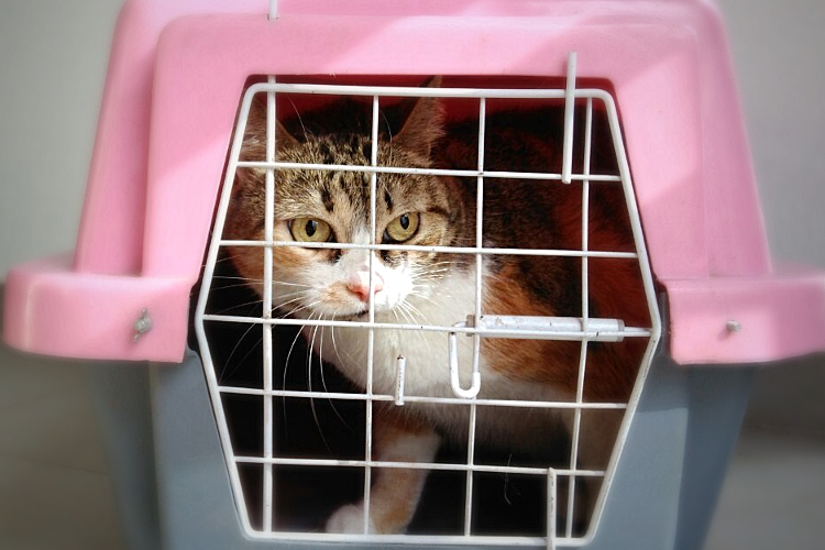 Animais de Estimação gato capa