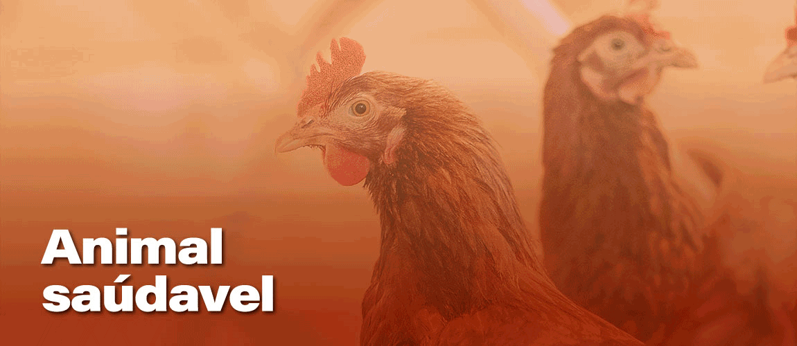 Sequencia de imagens mostrando veterinários em criadouros e pessoas à mesa, com os dizeres: animal saudável, serviço veterinário presente, cuidando da saúde do campo à mesa