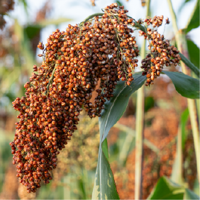 matéria principais aberturas.png