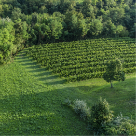 matéria agro brasil + sustentavel.png