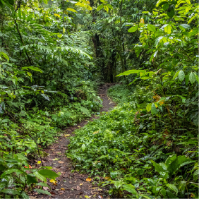 matéria setor florestal.png