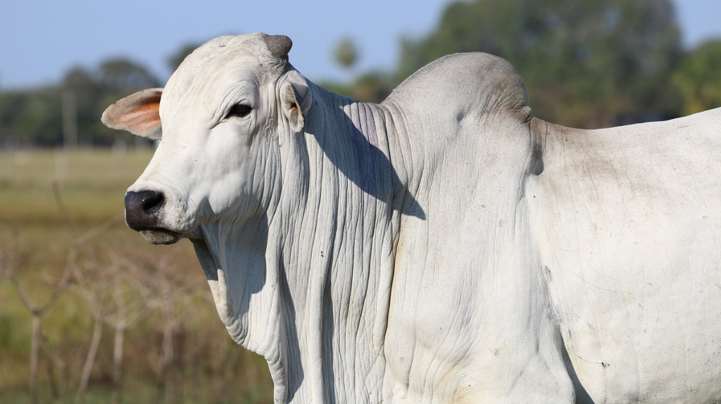 aftosa no paraná.jpg