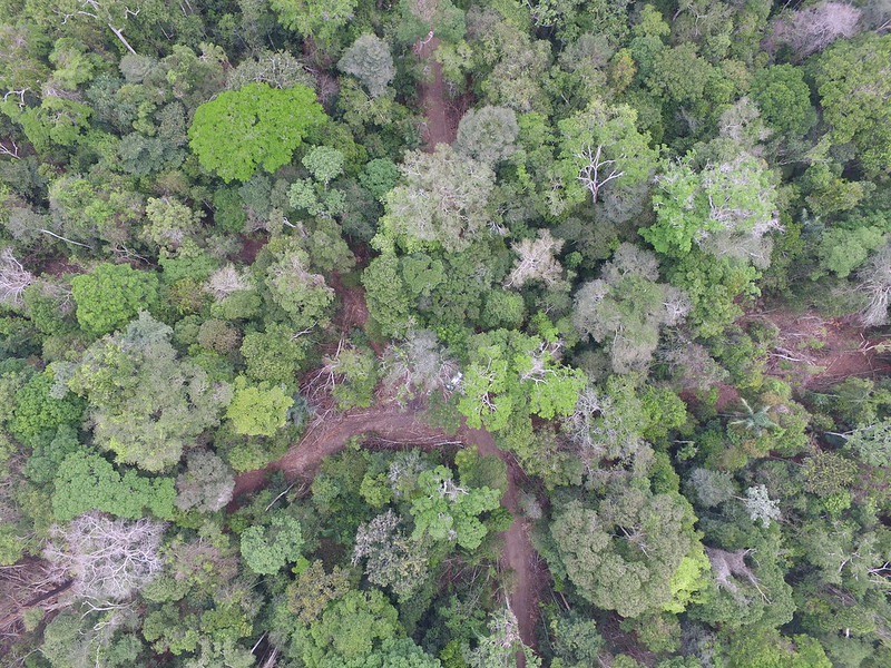 concessões florestais.jpg