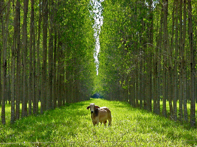 paisagens rurais.jpg