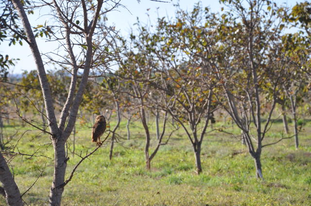 projeto ABC cerrado.jpg