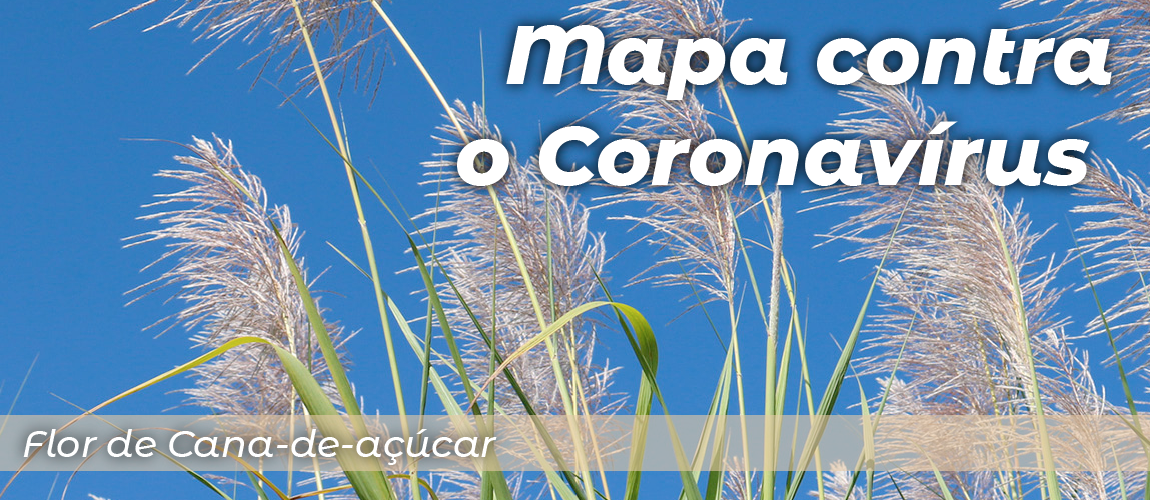 header - mapa contra o coronavírus