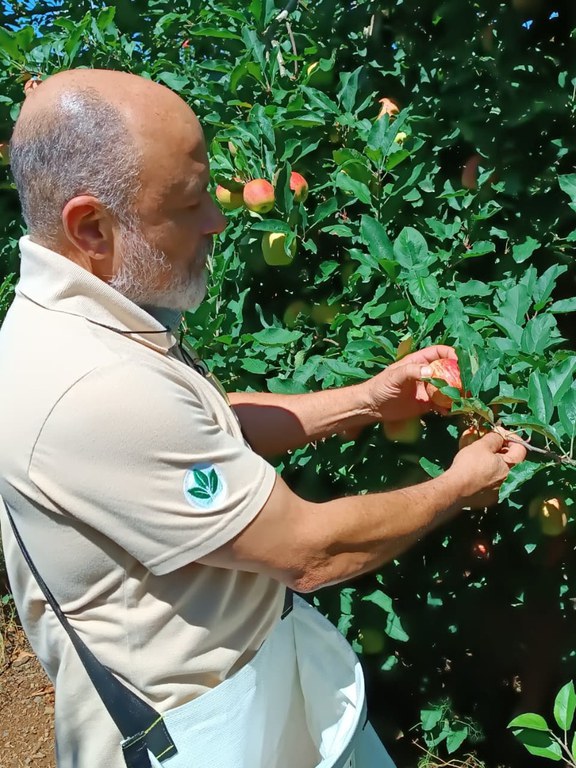 Superintenente substito colhendo maça.jpeg