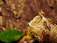 Em alusão ao Dia Mundial das Abelhas, iniciativa promove educação ambiental, preservação de espécies nativas e conscientização sobre a importância dos polinizadores para a segurança alimentar
