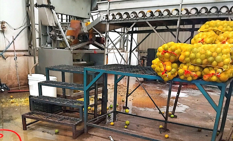 Estabelecimentos não apresentavam condições sanitárias para produzir nem registro junto ao Ministério da Agricultura e Pecuária