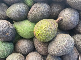 avocado 3