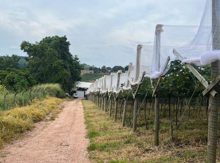 louveira_gil_lourenzon (5).jpeg