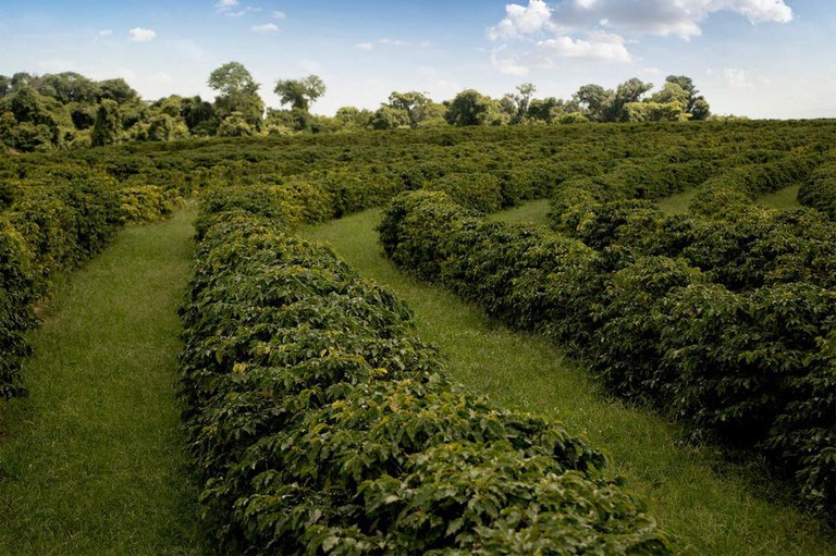 cafe_garca__foto_tamis_lustri (2).jpeg