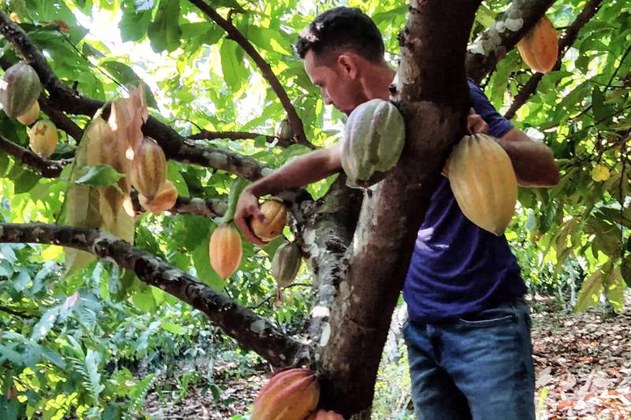 Produtor de cacau Francisco Cruz - Foto: Matheus Costa/Sedap
