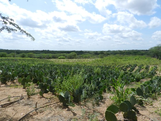 Soraya Brandão/Mapa