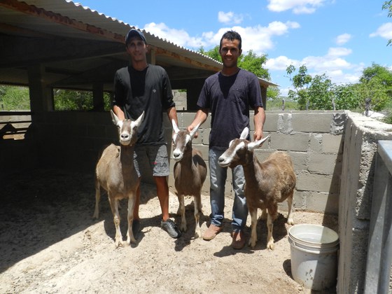 Maylson e Marcio Ribeiro criam bodes e cabras em Parari (PB)com apoio do AgroNordeste. Foto: Soraya Brandão/Mapa