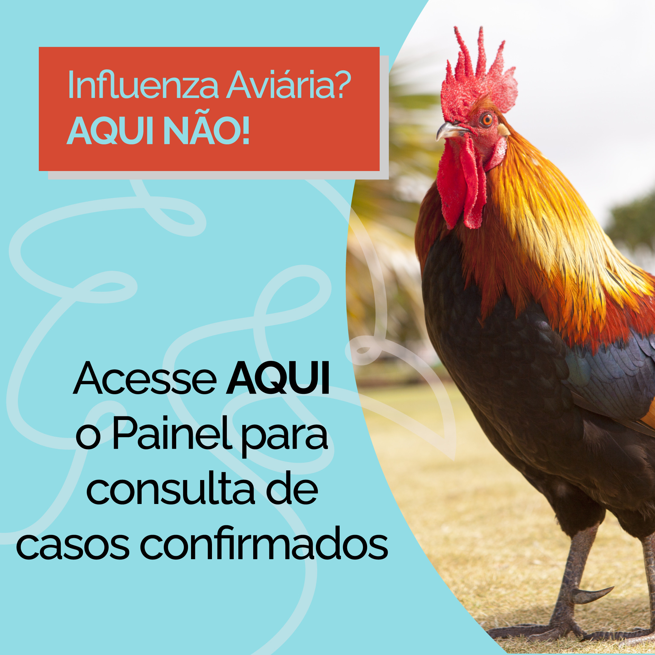 Influenza Aviária