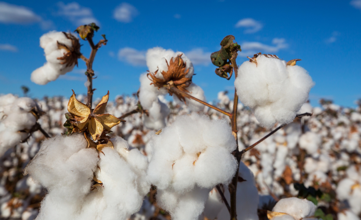 Publicada portaria que define preços mínimos para os produtos de verão e regionais das safras 2026/27 e 2027