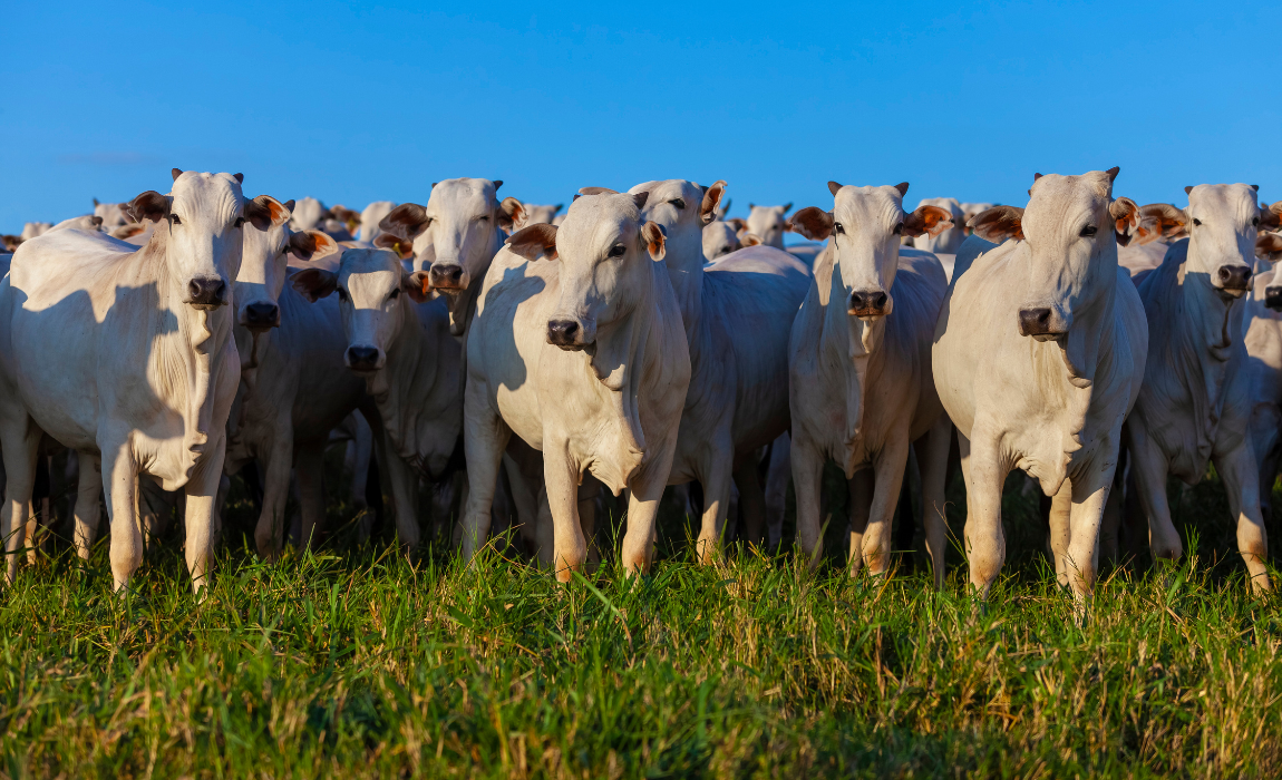 Valor Bruto da Produção Agropecuária é estimado em R$ 1,39 trilhão em julho