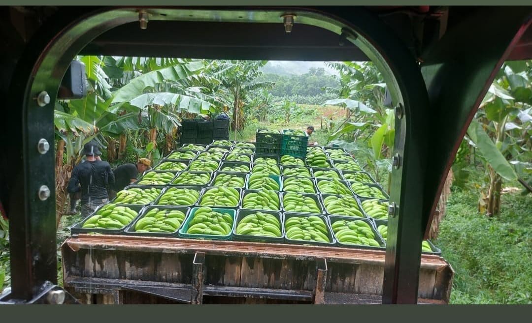 Sustentabilidade marca nova IG de São Paulo: banana do Vale do Ribeira conquista reconhecimento